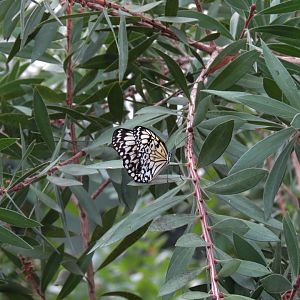 Conservatory - Paper Kite