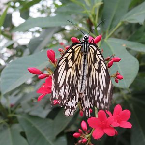 Conservatory - Paper Kite