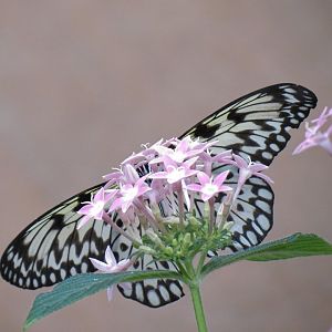 Conservatory - Paper Kite