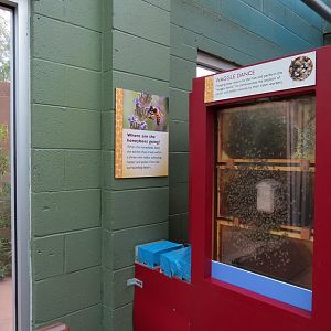 Conservatory - Honeybee Extravaganza