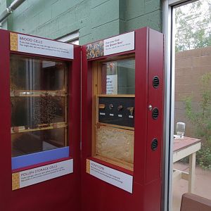 Conservatory - Honeybee Extravaganza