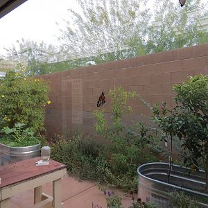 Conservatory - View of Pollinator Paradise Garden