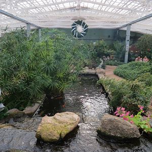 Conservatory - Waterfall and Koi Pond