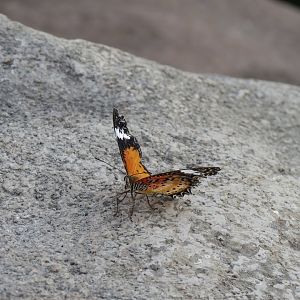 Conservatory - Malay Lacewing