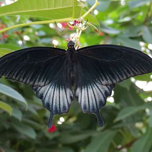 Conservatory - Great Yellow Mormon