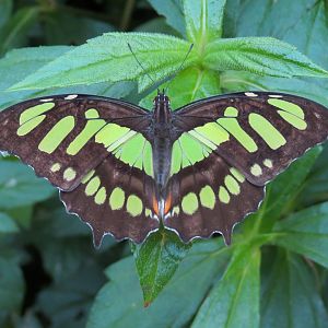Conservatory - Thoas Swallowtail