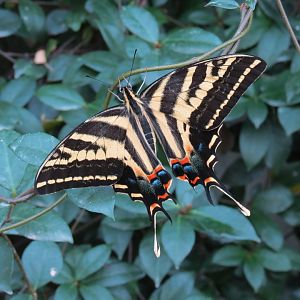 Conservatory - Three Tailed Swallowtail