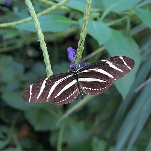 Conservatory - Zebra Longwing