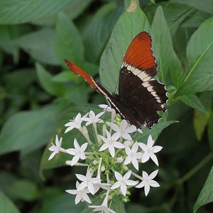Conservatory - Black And Tan Page