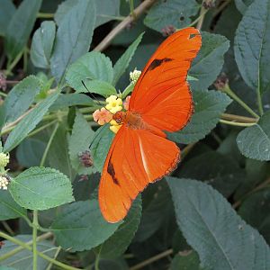 Conservatory - Julia Longwing