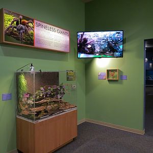 Spineless Giants - Goliath Birdeater Spider Exhibit