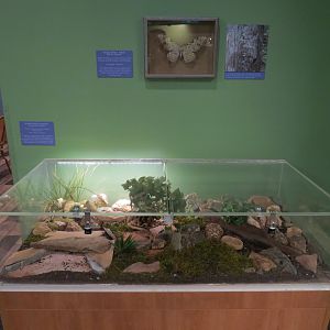 Spineless Giants - Asian Forest Scorpion Exhibit