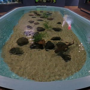 Tropical Waters - Horn Shark and Cal. Round Stingray Exhibit
