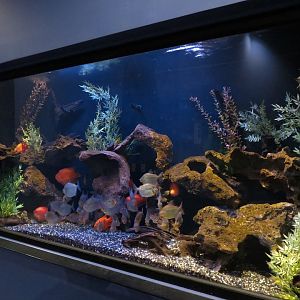 Tropical Waters - Red Blood Parrot Cichlid and Others Exhibit