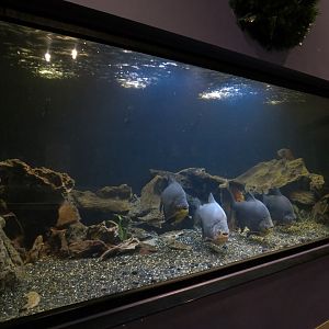 Tropical Waters - Black Pacu and Tiger Oscar Exhibit