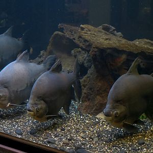 Tropical Waters - Black Pacu