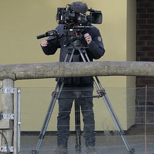 Camerman taking video of the new elephant calf