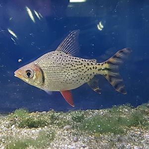 Semaprochilodus taeniurus