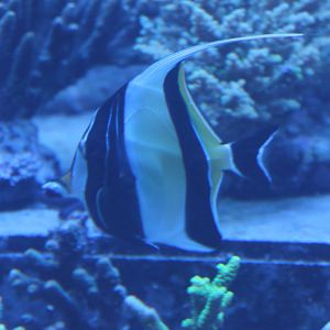 Moorish idol
