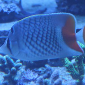 Pearlscale Butterflyfish