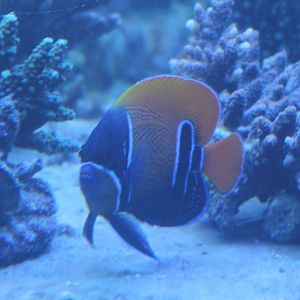 Blue-girdled Angelfish