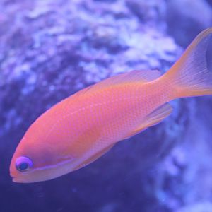 Anthias ID