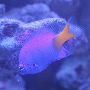 Damselfish Species