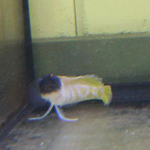 Opistognathus randalli