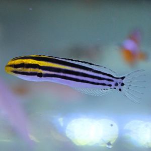 Meiacanthus grammistes