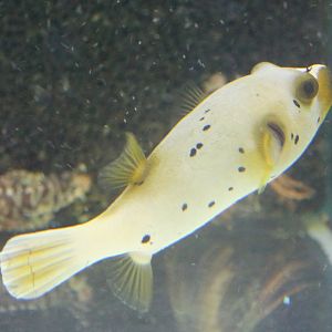 Arothron nigropunctatus