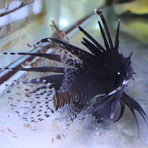 Lionfish ID