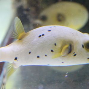 Arothron nigropunctatus