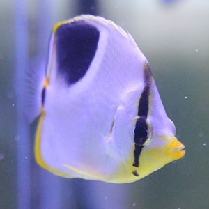 Saddle butterflyfish