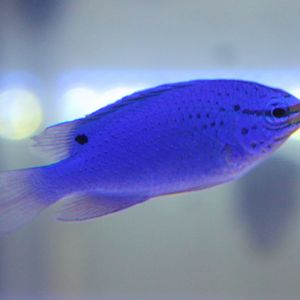 Damselfish