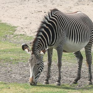 Grevy zebra