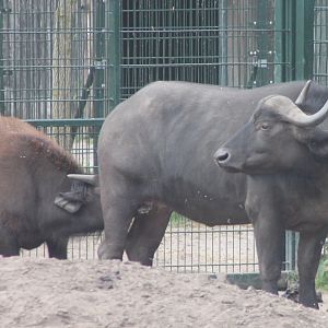 African buffalo's - Mother and calf