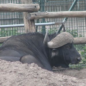 African buffalo