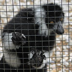 Ruffed lemur