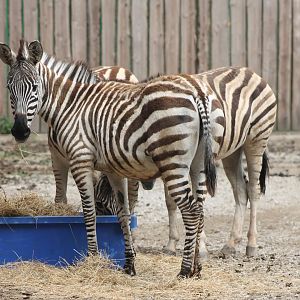Plain zebras