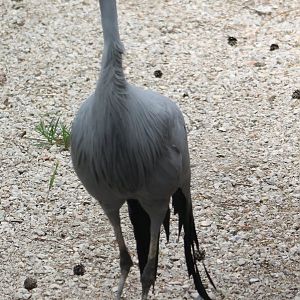 Blue crane