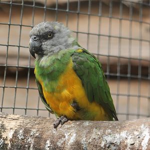 Senegal parrot