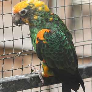 Red-fronted parrot