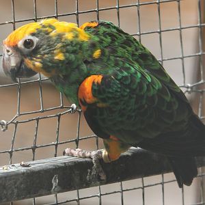 Red-fronted parrot