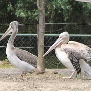 Pelicans