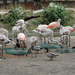 Flamingos and Mallards