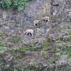 West Caucasian Tur exhibit, December 2016