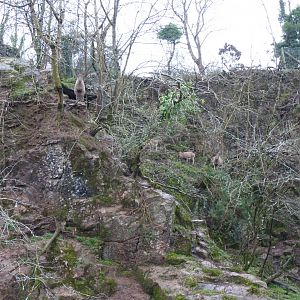 West Caucasian Tur, December 2016