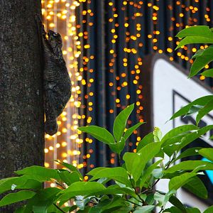 Colugo and Christmas Lights