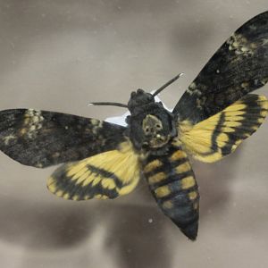 Death's Head hawkmoth Specimen