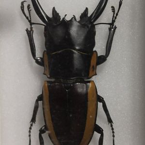Beetle Specimen